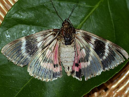 Réf. 239 425 : Catocala dilecta